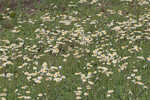 Oakleaf fleabane